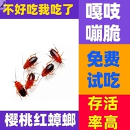 Cherry Red Cockroach Living Bug Gecko Scorpion Centipede Spider Maned Lizard Arowana Feed Ant Mantis