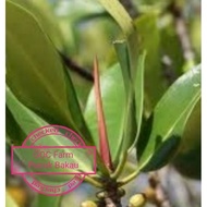 Pucuk Bakau untuk perubatan