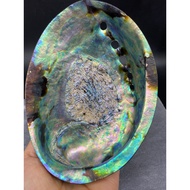 Colorful Gloss Blue Abalone Shell New Zealand Abalone Shell Natural Shell Sage Burning Shell