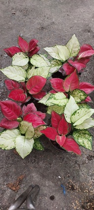 Aglaonema Super White and Red Beauty, 2in1