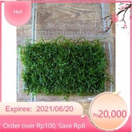Super cheap java moss blister 8cmx16cm|| Moss Mounted with Bonsai, aquatic layout, aquarium