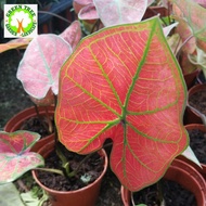 INDOOR PLANT - Caladium red for HOME/OFFICE decoration