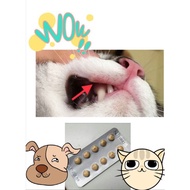 Ubat bengkak, radang dan merawat masalah bisul, ulser / ulcer luka dalam mulut kucing.