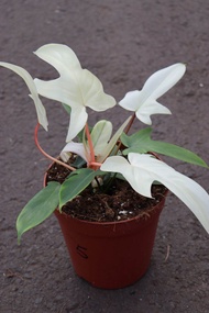 TANAMAN HIAS PHILODENDRON FLORIDA GHOST