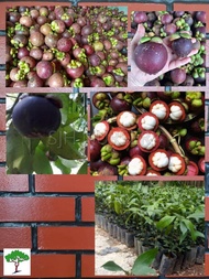 SJH - Anak pokok Manggis mesta (Kahwin) / Mangosteen / Manggis cepat berbuah / 水晶山竹苗  [Real Plant/Li