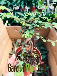 <GardenMart4U> Ulmus Pumila Live Plant Pokok Indoor Hiasan 骆驼榆