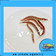 [Ah Jiong Aquatic]——Kuhli Loach 苦力鳅马蛇