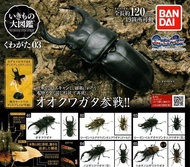 【奇蹟@蛋】日版BANDAI (轉蛋)鍬形蟲環保扭蛋03 大全5種整套販售  NO:6968