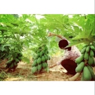 250 biji benih dwaft 1 foot papaya seeds betik sekaki keluaran 20.11.2023