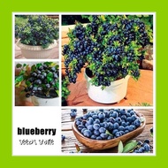 Fruit Blueberry (10pcs) / Bonsai Plant Blueberry