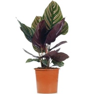 Calathea Ornata/RARE/calathea Varieties