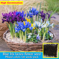 [Fast Germination] 100 Seeds Blue Iris Lactea Flower Seeds Flowering Plants Seeds Benih Pokok Bunga Benih Bunga Gardening Seeds for Planting Bonsai Tree Live Plant Indoor Air Plants Plants Decoration Easy Grow In Local Home Garden Malaysia Ready Stock