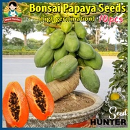 Fresh Sweet Dwarf Papaya Seeds for Planting Fruit Trees (10 Seed) Biji Benih Betik 木瓜 Potted Papaya
