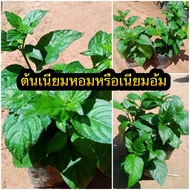 ต้นเนียมหอมหรือเนียมอ้ม☘️ ☑️ใบมีกลิ่นหอม หอมกว่าใบเตย10เท่า พืชสมุนไพรโบราณ ใบใช้ดองเหล้า เป็นเครื่อ