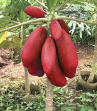 Anak Pokok Benih Betik Merah Red Lady Papaya