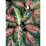 Aglaonema Ajamina Plant - Fresh Gardening Indoor Plant Outdoor Plants for Home Garden