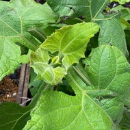 Bibit tanaman umbi manis yacon yacon yakon (Smallanthus sonchifolius)