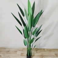 POKOK SKY BIRD & BANANA VIRAL
