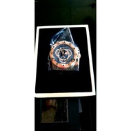 Reef Tiger Aurora Original