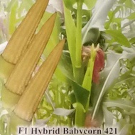 Baby Corn Hybrid Seeds/Benih Jagung Kecil Hybrid(6grams)