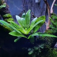 Kadaka Darat Mini | Tanaman Hias Paludarium Terrarium