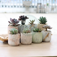 Succulent Pot Cactus Pot Ceramic Pot Zakka Minimalism Planter Pasu Seramik Putih kaktus 多肉花盆 陶瓷花盆 陶瓷盆 大理石花纹 植物盆 白盆