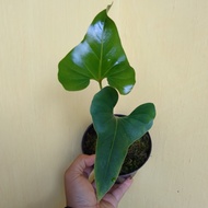 anthurium brownii (corong)
