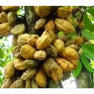 Anak pokok buah nam nam/katak puru/ asam katak