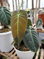 PHILODENDRON MELANO [2 DAUN PANYCING] TANAMAN HIAS PHILODENDRON MELANO