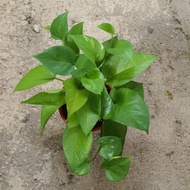 EPIPREMNUM AUREUM MONEY PLANT GREEN DEVIL'S IVY GOLDEN PHOTO EVERGREEN POTHOS TARO VINE 万年青绿萝