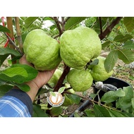 POKOK JAMBU BATU LOHAN HYBRID