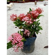 Pokok bunga Ixora Renek berbunga in Polybag 仙丹花 - Pokok Bunga Hiasan Outdoor | Pokok Ixora