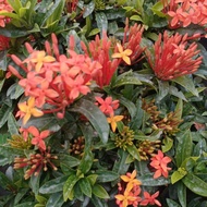 ixora orange  bag( 8x8)