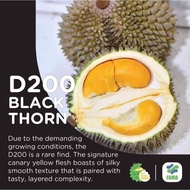 Benih Durian Duri Hitam