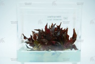 Alternanthera reineckii 'Mini' Tissue Culture | Me and Leaf | Aquatic Plant