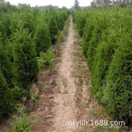 Graveyard Pine Cypress Dragon Cypress Seedling Pagoda Pine Four Seasons Green Side Cypress Pine Seed