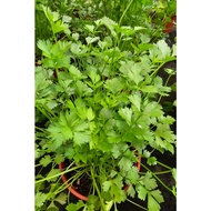 Coriander Herb House Home Potted Plant Gardening Landscaping