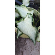 CALADIUM @POKOK KELADI RARE @ VIRAL MURAH❗