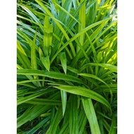 DAUN PANDAN WANGI SEGAR/15 helai/ANAK POKOK PANDAN WANGI BERAKAR/2 pokok