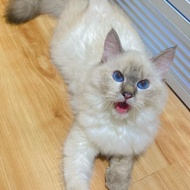 kucing persia himalaya blue eyes