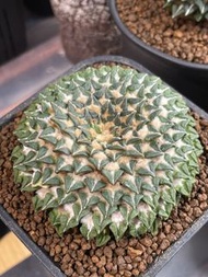 姬牡丹  多肉植物
