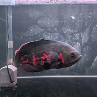 IKAN OSCAR BLACK TIGER | IKAN HIAS AQUARIUM | SIZE 20cm GOOD MARKING