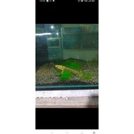 BARU MASUK! ikan Channa limbata golden Tiger rare item 9-10cm ikan