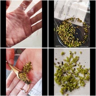 Biji Benih Keladi Leucocasia Gigentea X (keladi tikus + keladi hutan)