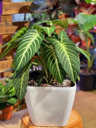 Caladium Lindenii in a big pot good for indoor 60cm tall free delivery