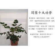 心栽花坊-闊葉十大功勞售價250特價200
