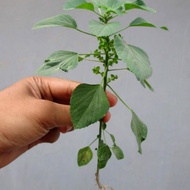 🔥 POKOK KUCING GALAK
