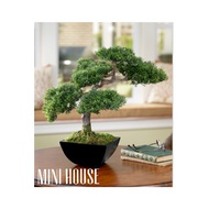 BIJI BIBIT BENIH BONSAI PINUS THUNBERGII IMPORT JEPANG