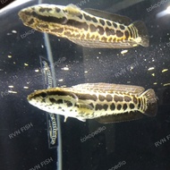 channa argus