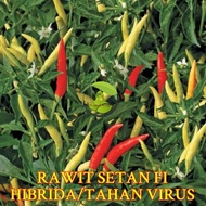 Benih Cabe Benih Bibit Cabai Rawit konsumsi Benih cabe merah besar keriting rawit hijau